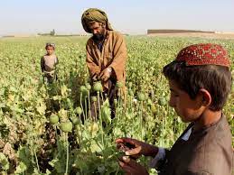 طالبان تحظر زراعة الحشيش والإتجار في كافة أنواع المخدرات