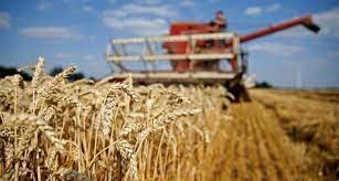 مخزون القمح يتجاوز الـ7 أشهر لدى وزارة التموين..والحكومة تتسلم4.2 مليون طن