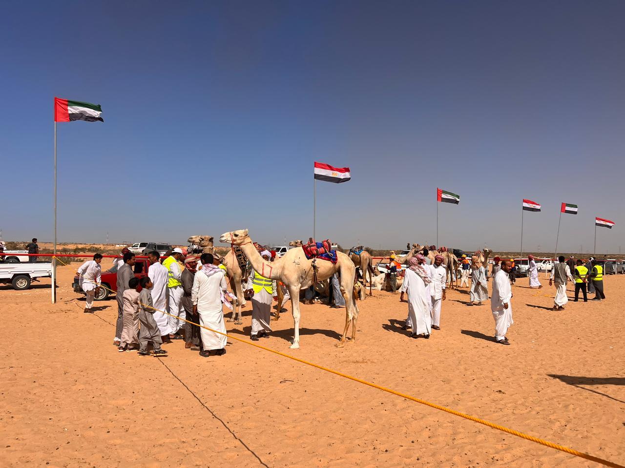 مهرجان العلمين الثالث للهجن