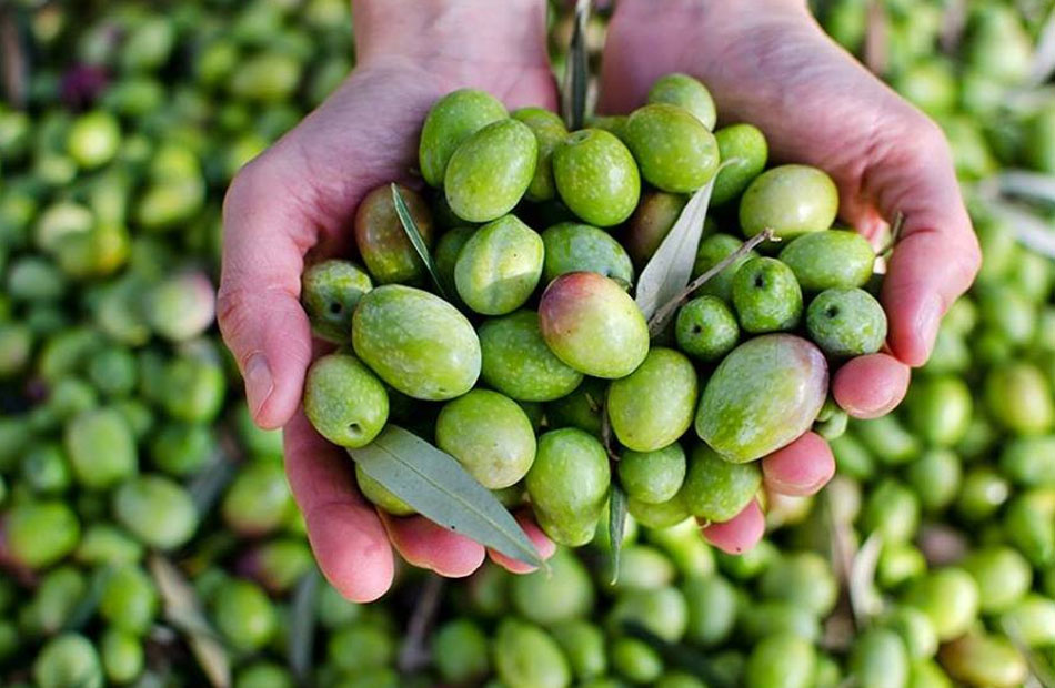 مهرجان الزيتون