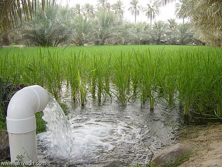 الري