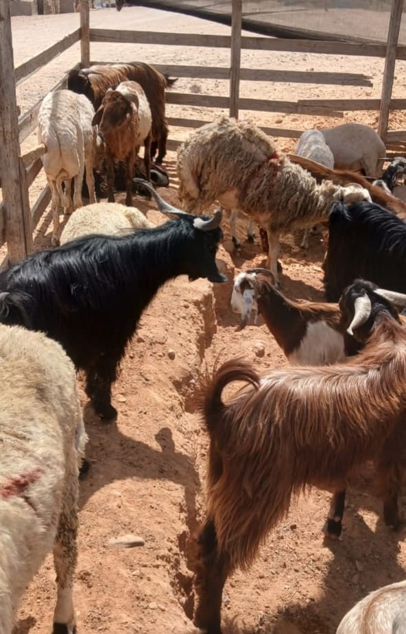 وزير الزراعة 