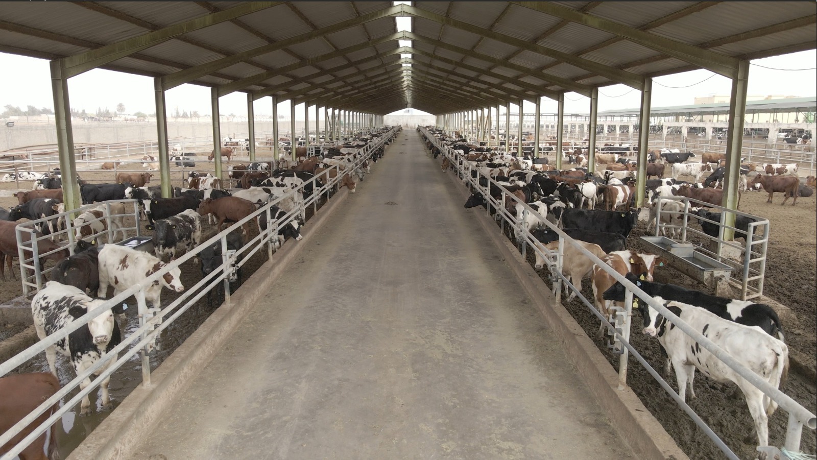 بنك الطعام المصري