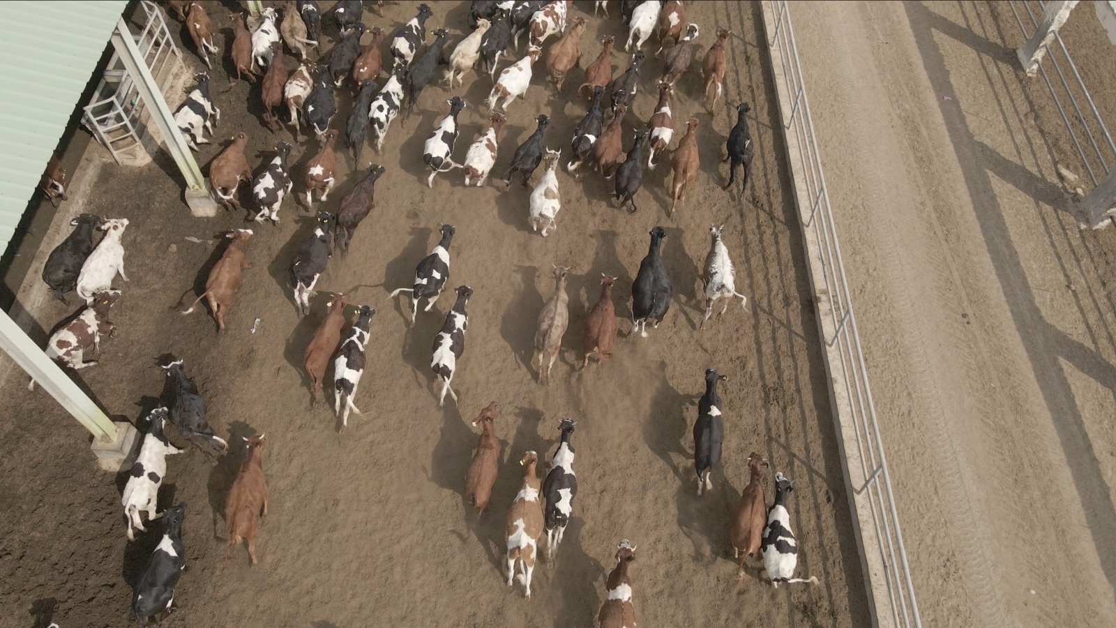 بنك الطعام المصري