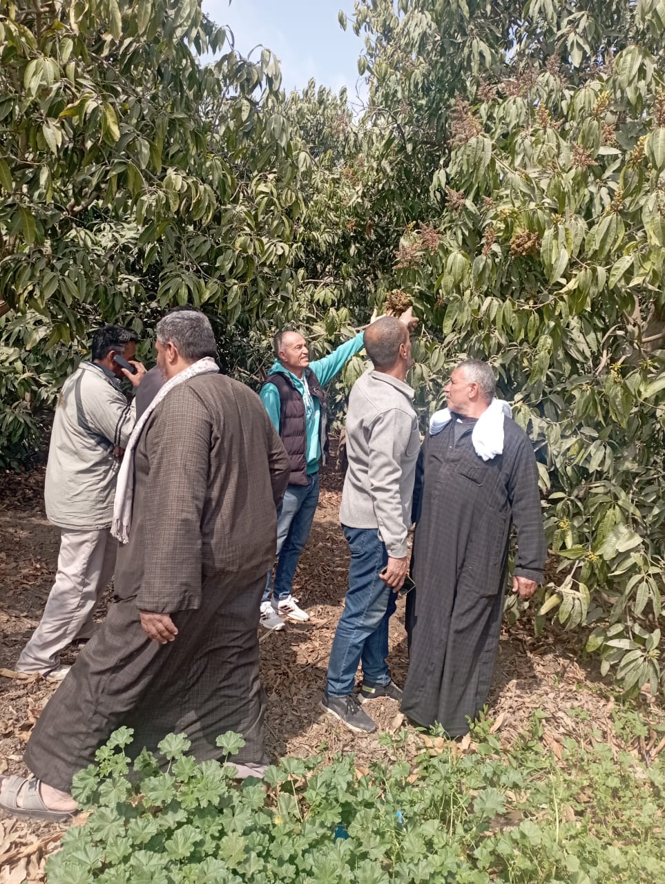 الزراعة