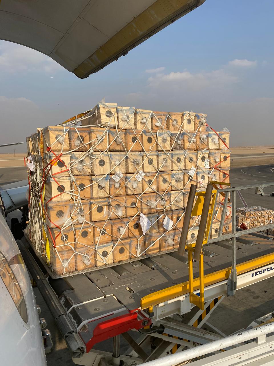 مصر للطيران