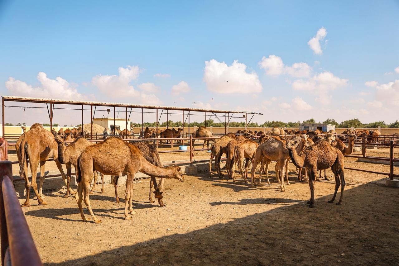 وزير الزراعة