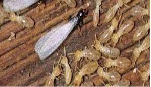 زراعة الأقصر