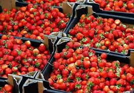 شعبة الخضروات