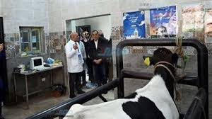 رئيس الخدمات البيطرية