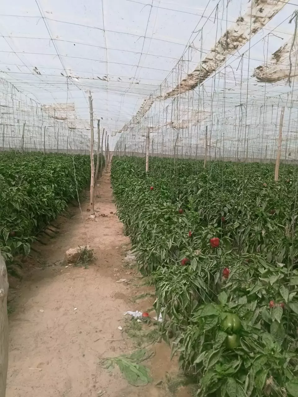 وزير الزراعة