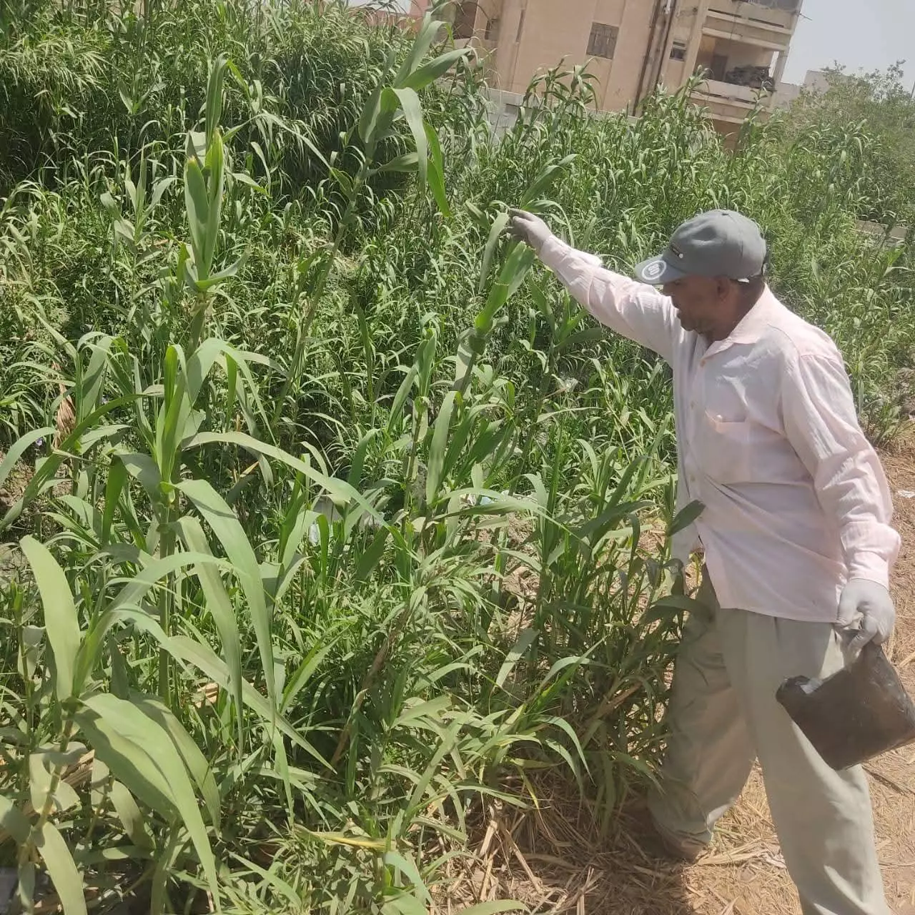 الزراعة