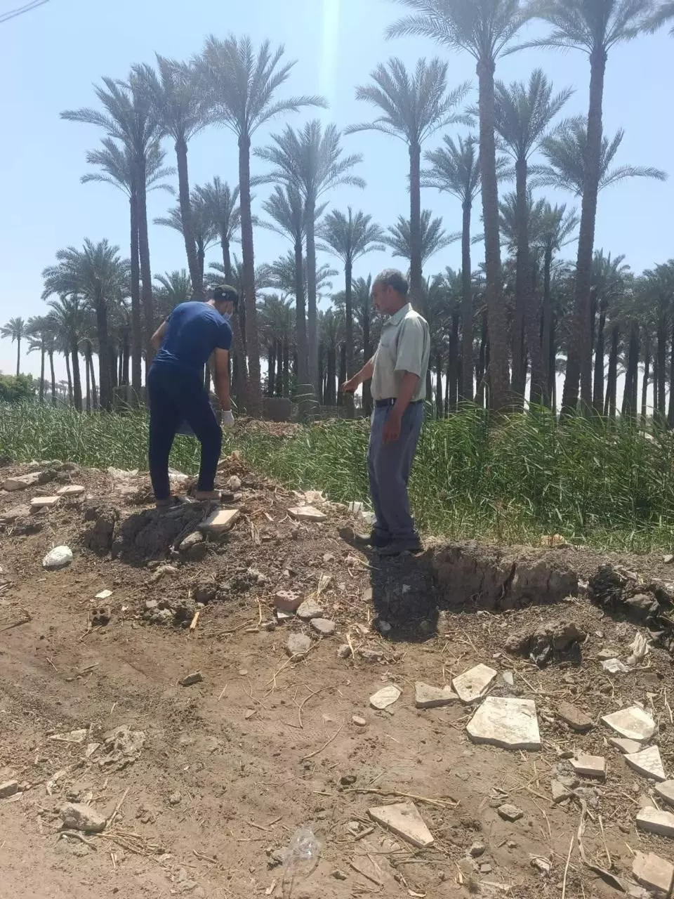 الزراعة