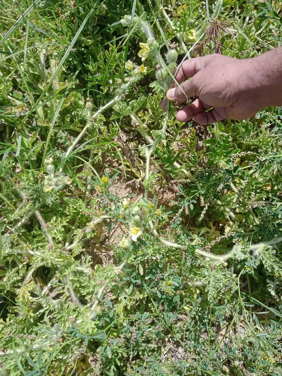 وزارة الزراعة