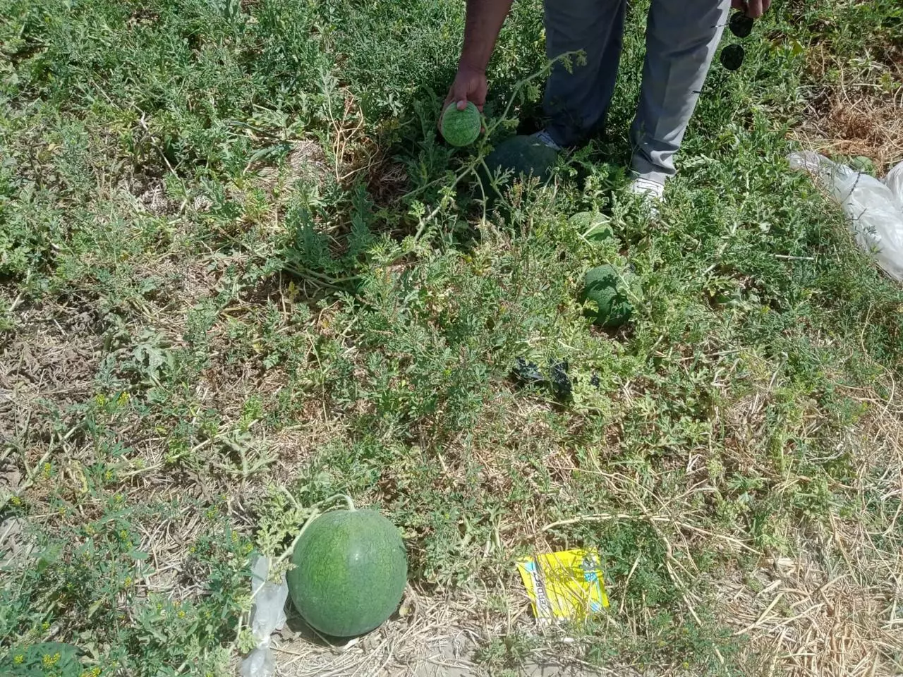 وزارة الزراعة